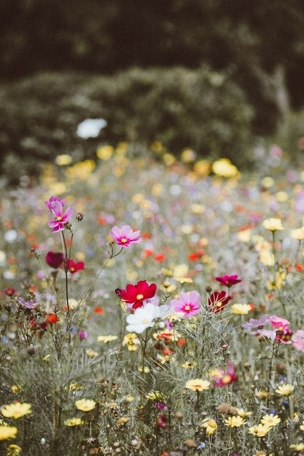 Wild flowers